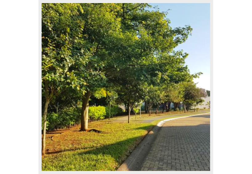 EccoPolis - Arborização das cidades